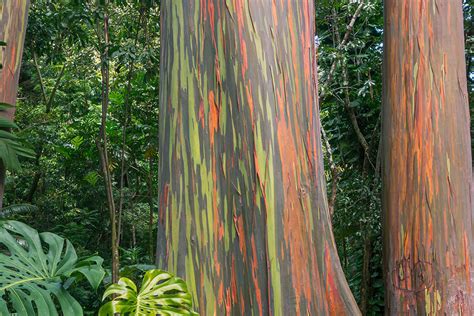 fast growing trees in the philippines|Bagras Tree or Eucalyptus deglupta .